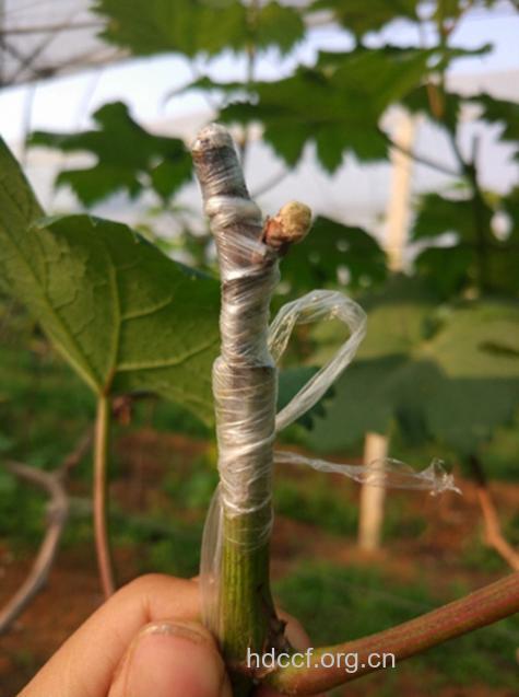 周公解梦之梦见葡萄树是什么意思