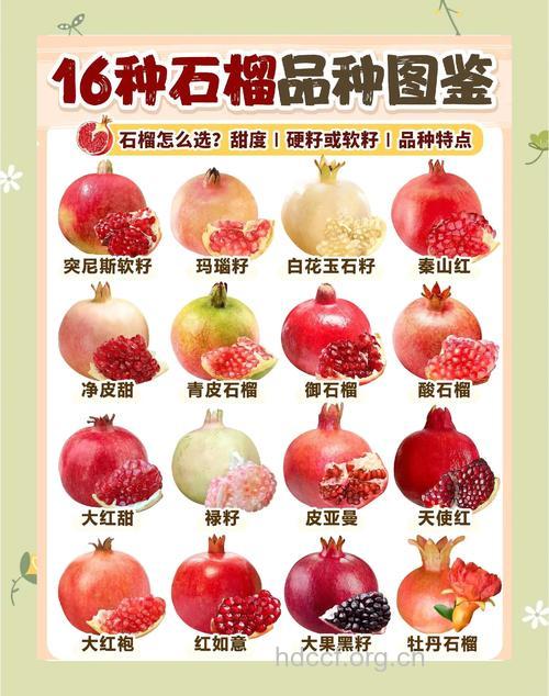 周公解梦之梦见石榴是什么意思