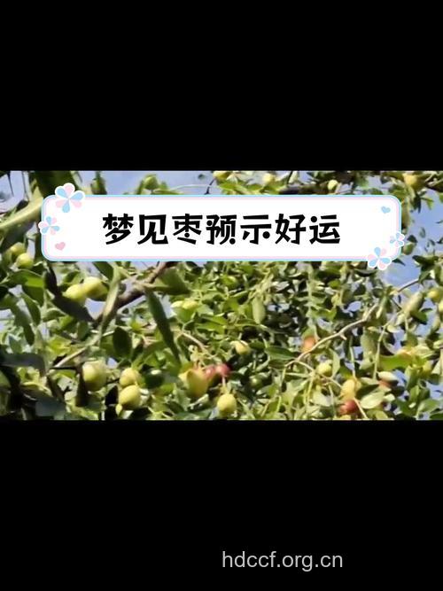 周公解梦之梦见大枣预示着什么