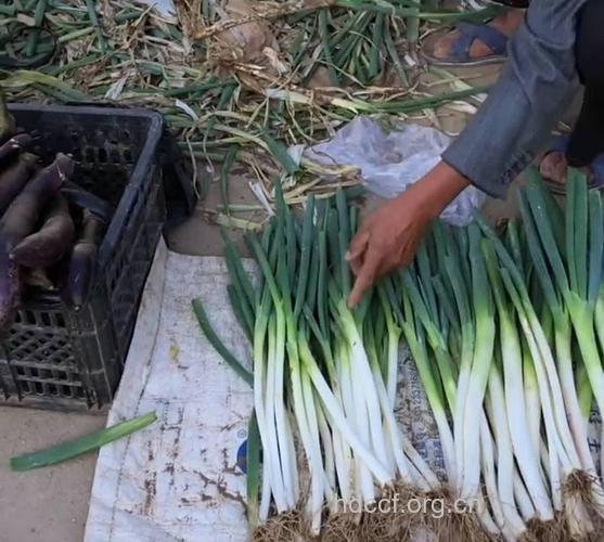 梦见大葱 洋葱预示着什么