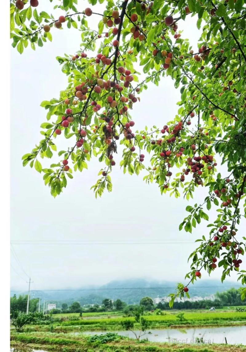 周公解梦之梦见果树预示着什么