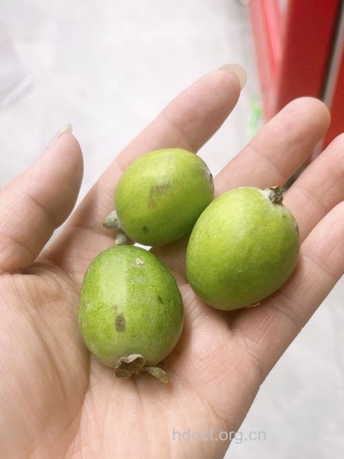 秋天这里干痒难耐,你只需要一种水果