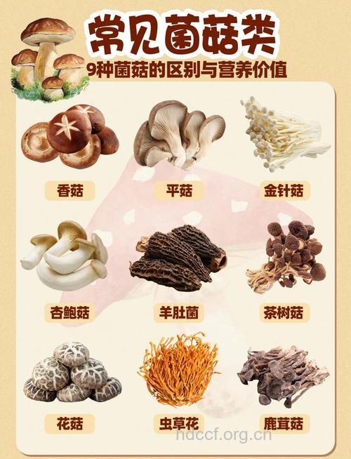 男人吃蘑菇的好处多 常见菇类有哪些