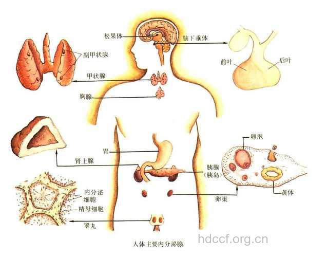 内分泌异常让男性不育