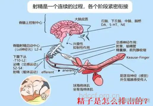 男性不育与精子的关系