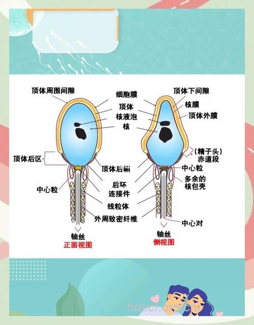 精子