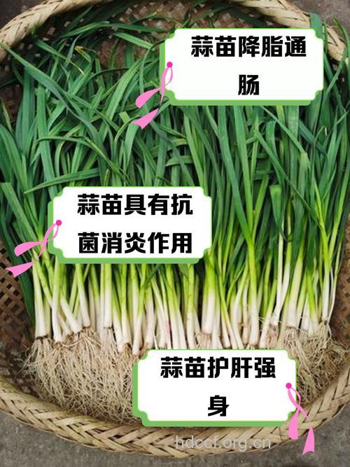 蒜苗可预防冠心病吗