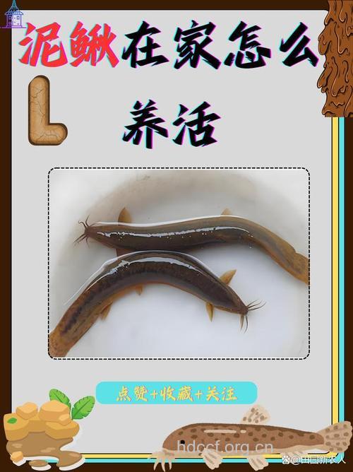 男人吃泥鳅可防不育