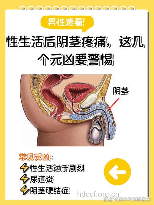 男性阴茎对性生活的影响