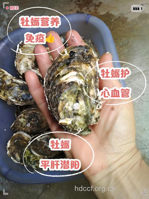 牡蛎对男性有壮阳美容作用