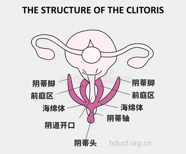 如何让女性获得多次高潮