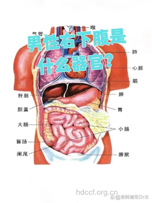 男性身体哪些器官易得病
