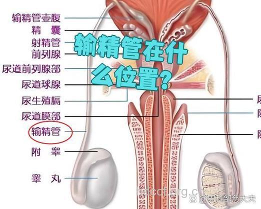 不育与输精管的关系