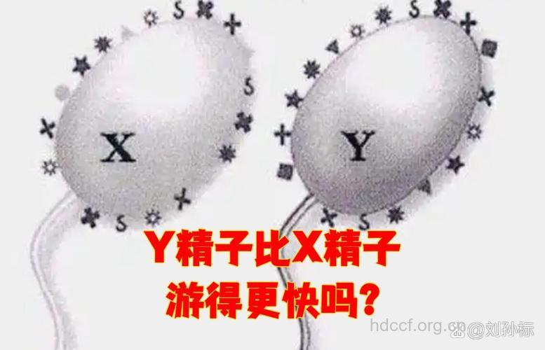 男性的Ｘ精子和ｙ精子