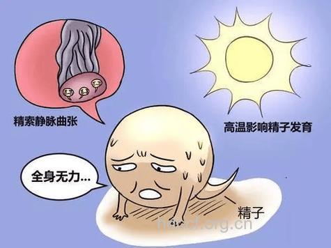 夏天精子质量差“造人”难度大