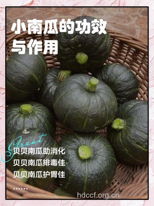 小南瓜 护精作用大