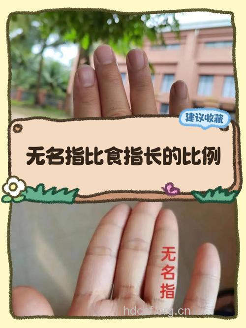 食指比无名指长更易得前列腺癌