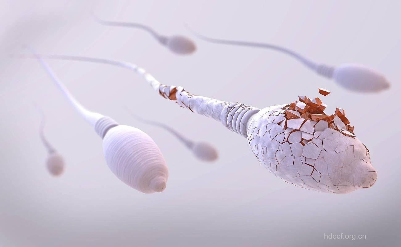 了解男性精液内隐藏的秘密