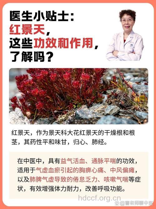 红景天的功效 红景天能治阳痿吗