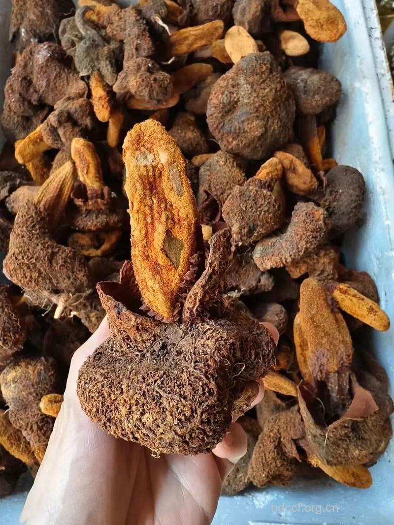 锁阳补肾壮阳绝品