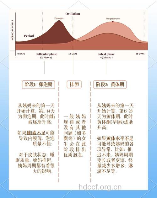 男性的生理周期是怎样运行的