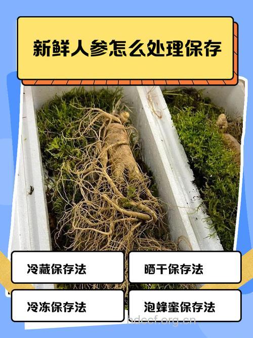 新鲜人参怎么保存