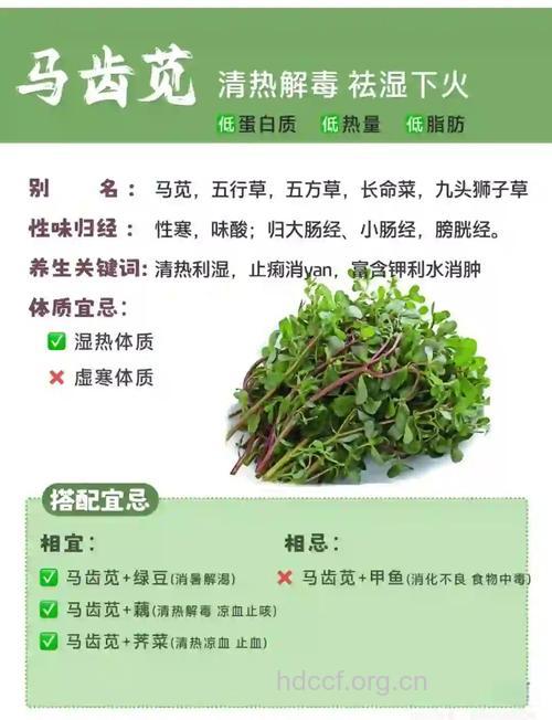 马齿苋，心血管病的法宝