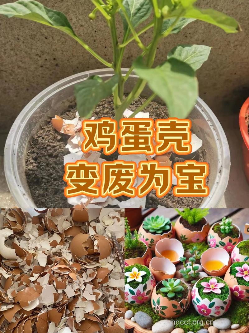 鸡蛋壳有什么用处