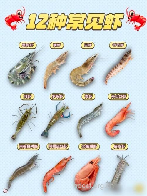 六大虾类菜谱有壮阳奇效