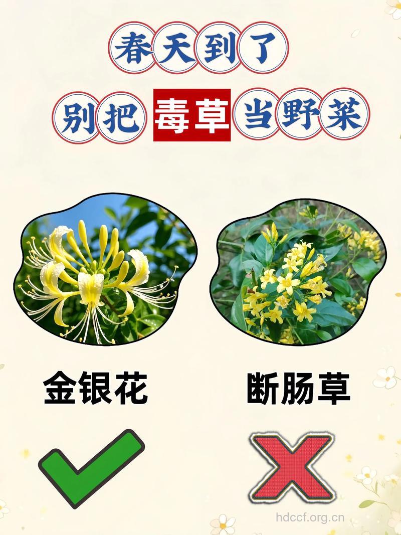 如何识别有毒野菜