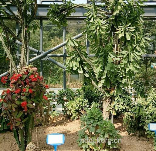 仙人掌能防辐射吗