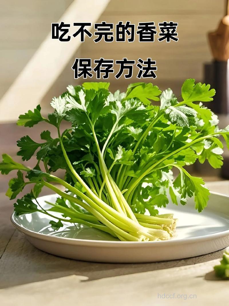 香菜怎么保存 保存香菜的小窍门