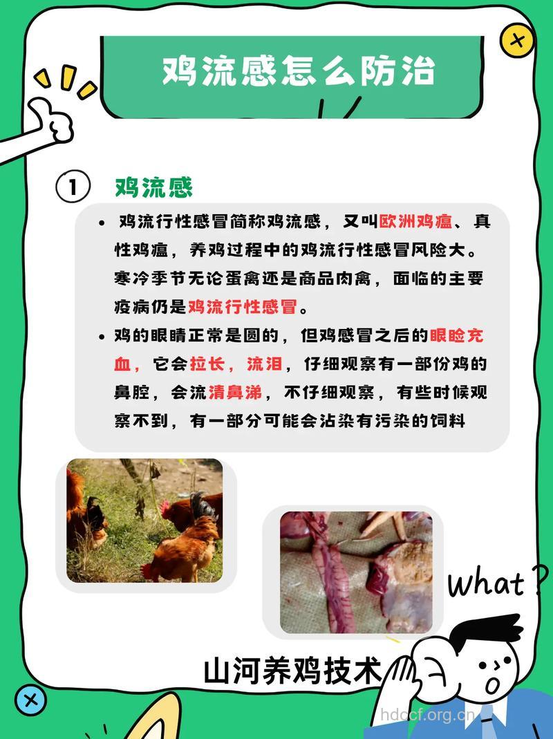 如何区分感冒和禽流感