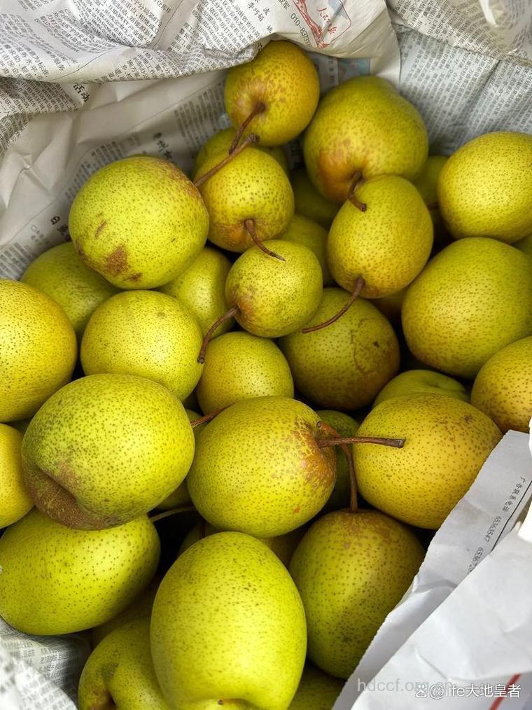 如何挑选优质的鸭梨