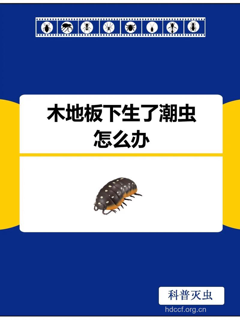 木地板生虫怎么办