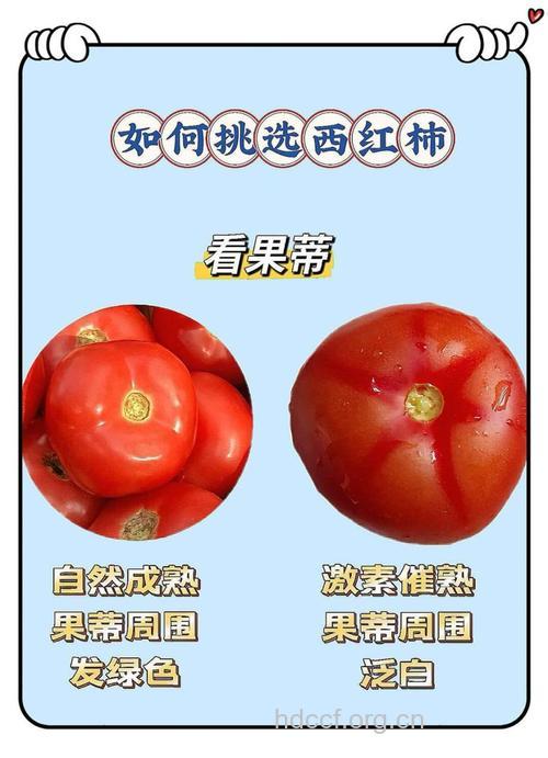 三个选购招买到放心西红柿