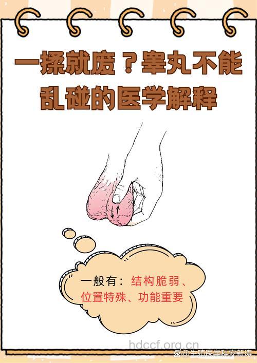 男性保健:男人的睾丸很脆弱