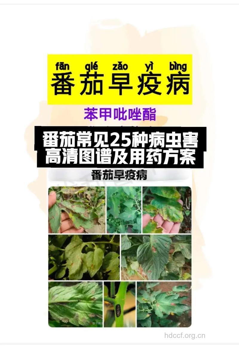 常吃西红柿可防十种病