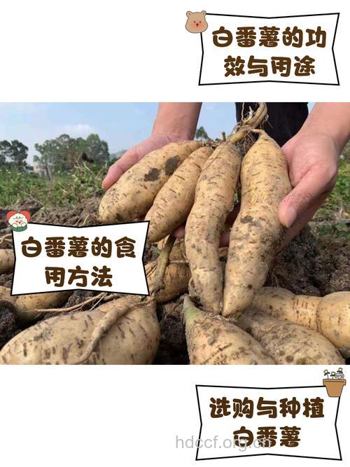 如何挑选白地瓜