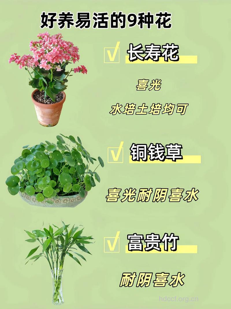 室内养花有什么好处