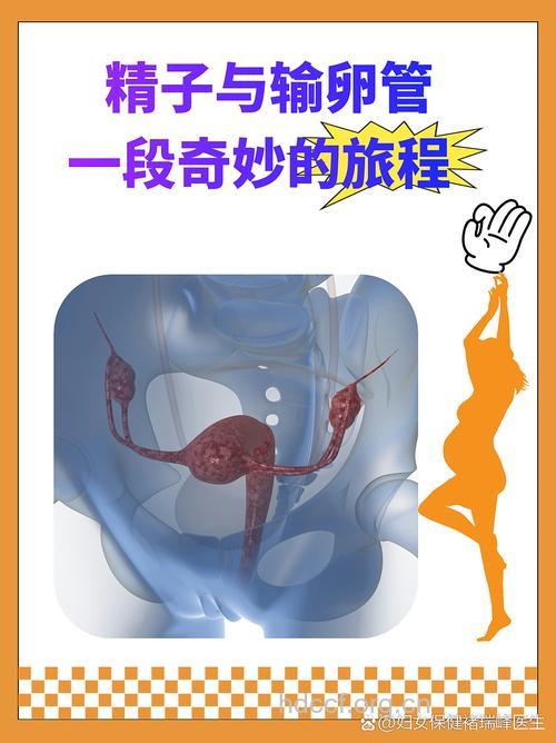 采用分段射精治疗男性不育
