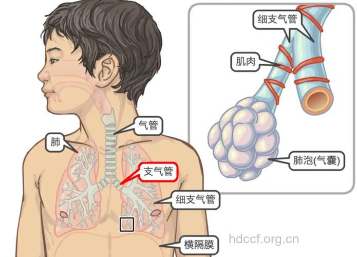支气管炎的诱因在哪里