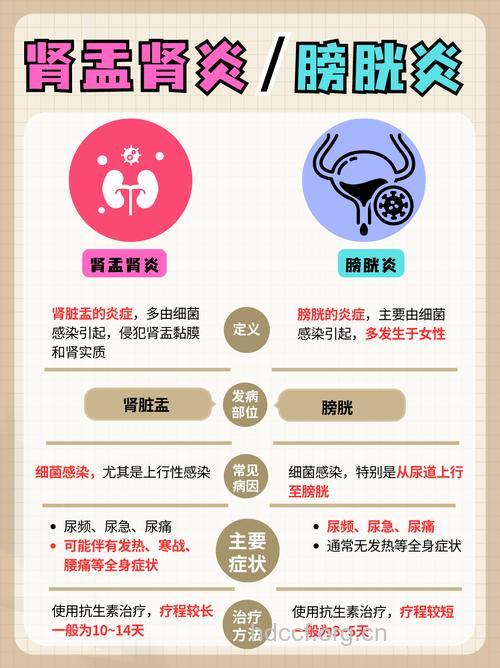 泌尿系统感染和肾盂肾炎的关系