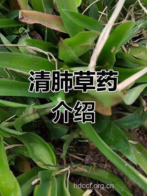 治疗肺气肿的天然药草