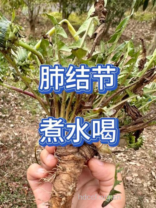 治疗矽肺的偏方