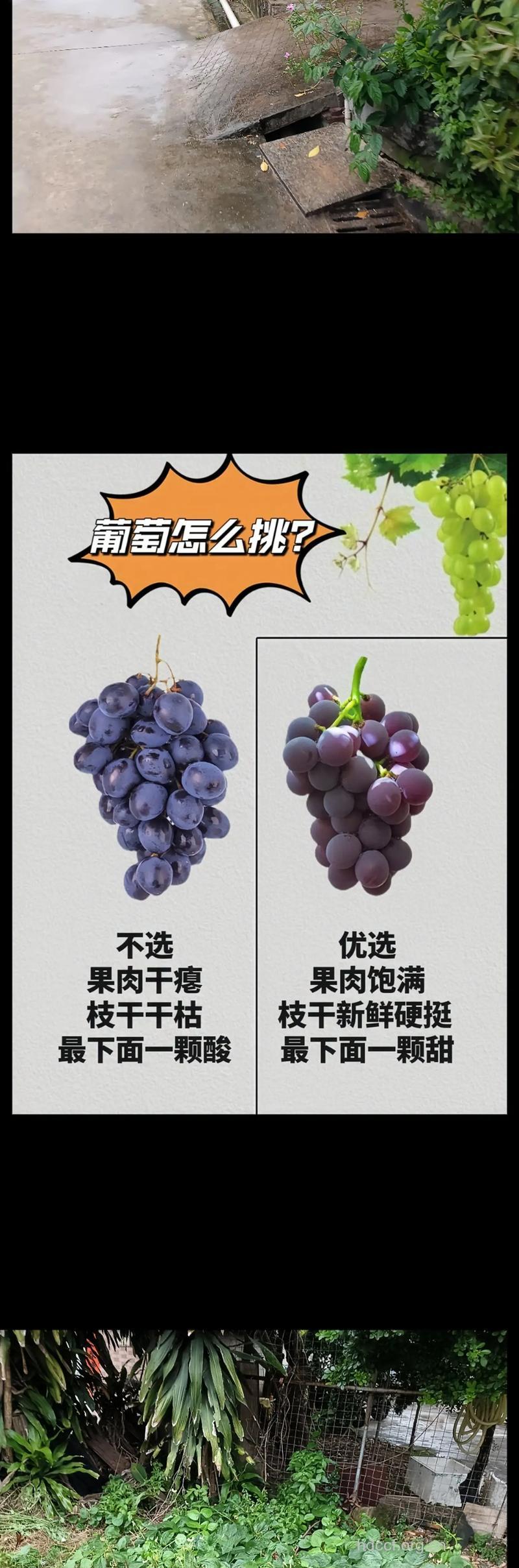 挑选甜葡萄的8个窍门