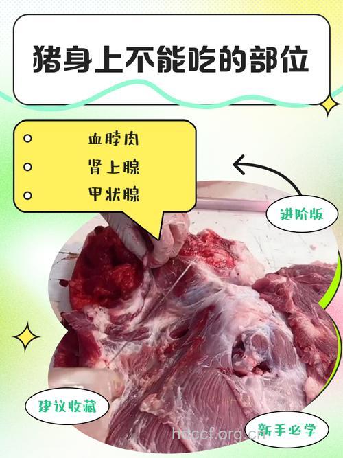 动物身上什么部位不能吃