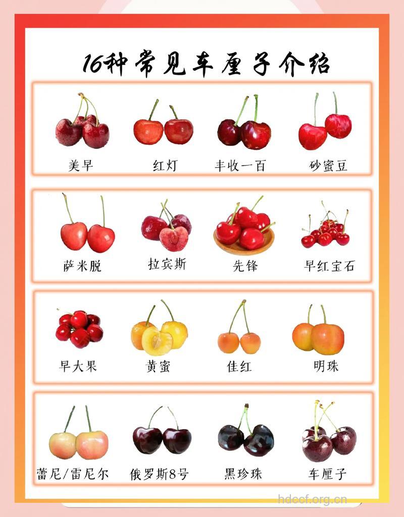 樱桃上市 四招教你挑选好吃的樱桃
