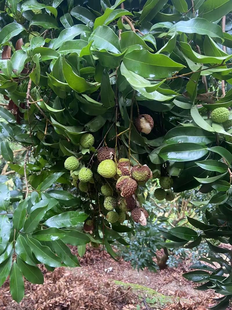 夏季吃荔枝当心“荔枝病”
