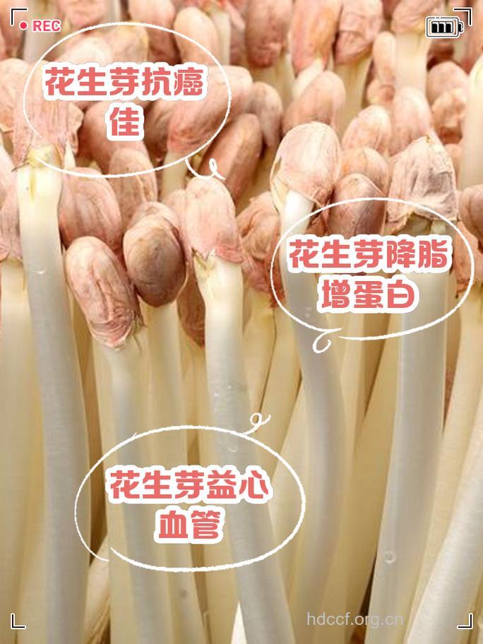 花生发芽营养翻百倍：能抑制癌细胞